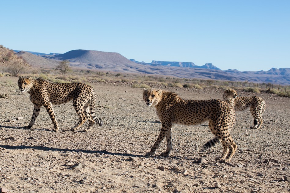 namibia, africa, naankuse, wild, cedric bernardini