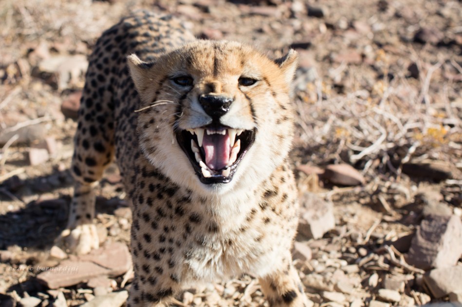 namibia, africa, naankuse, wild, cedric bernardini