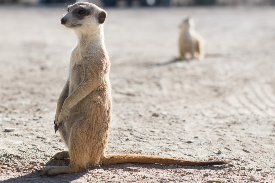 namibia, africa, naankuse, wild, cedric bernardini