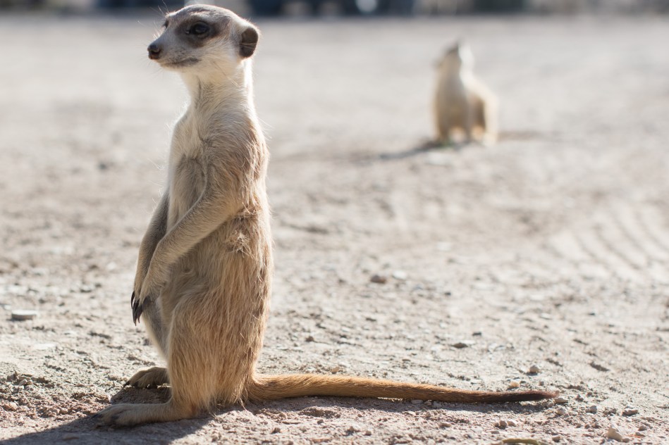 namibia, africa, naankuse, wild, cedric bernardini