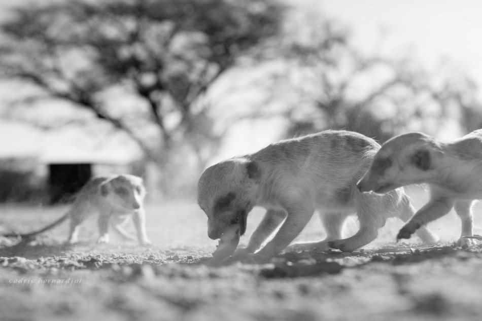namibia, africa, naankuse, wild, cedric bernardini