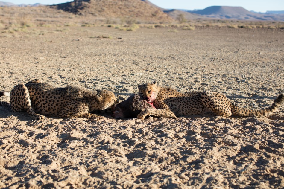 namibia, africa, naankuse, wild, cedric bernardini