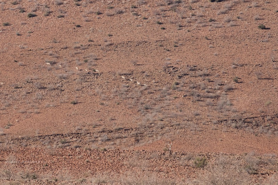 namibia, africa, naankuse, wild, cedric bernardini