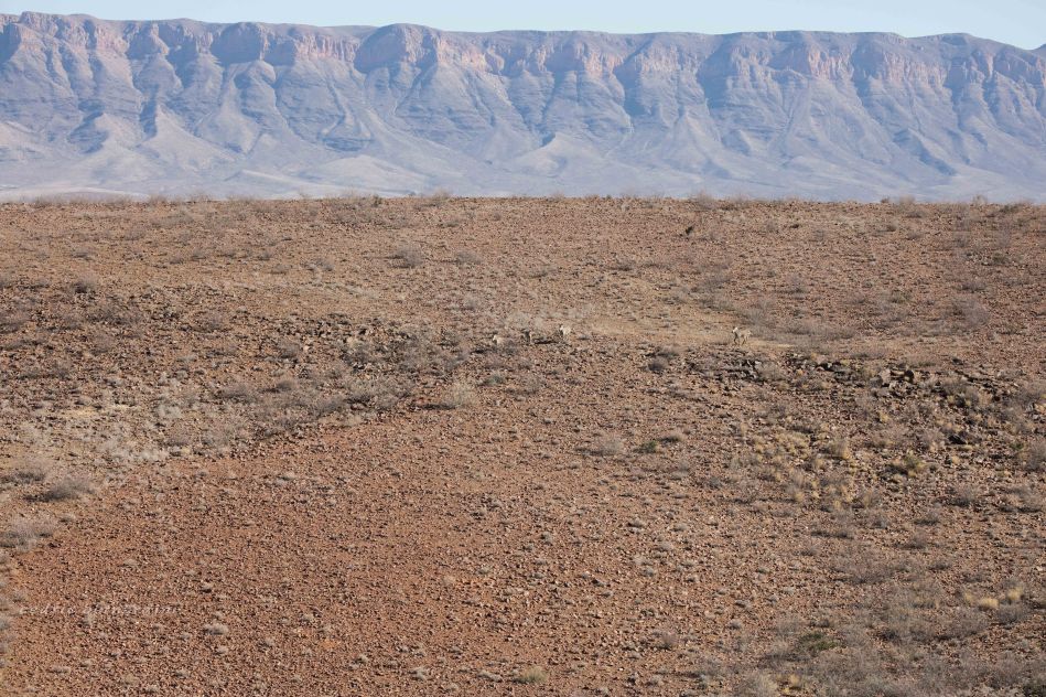 namibia, africa, naankuse, wild, cedric bernardini