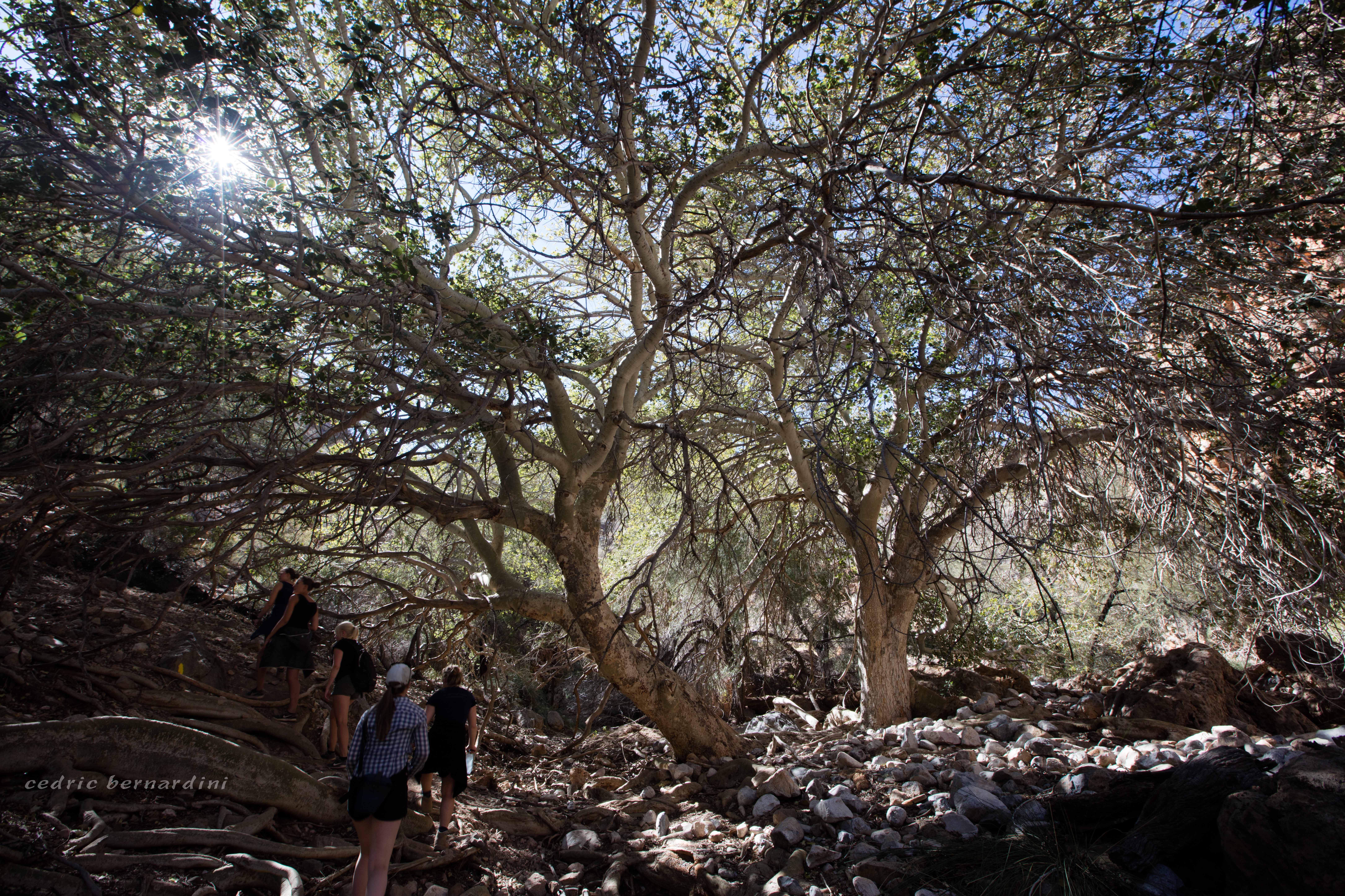 namibia, africa, naankuse, wild, cedric bernardini