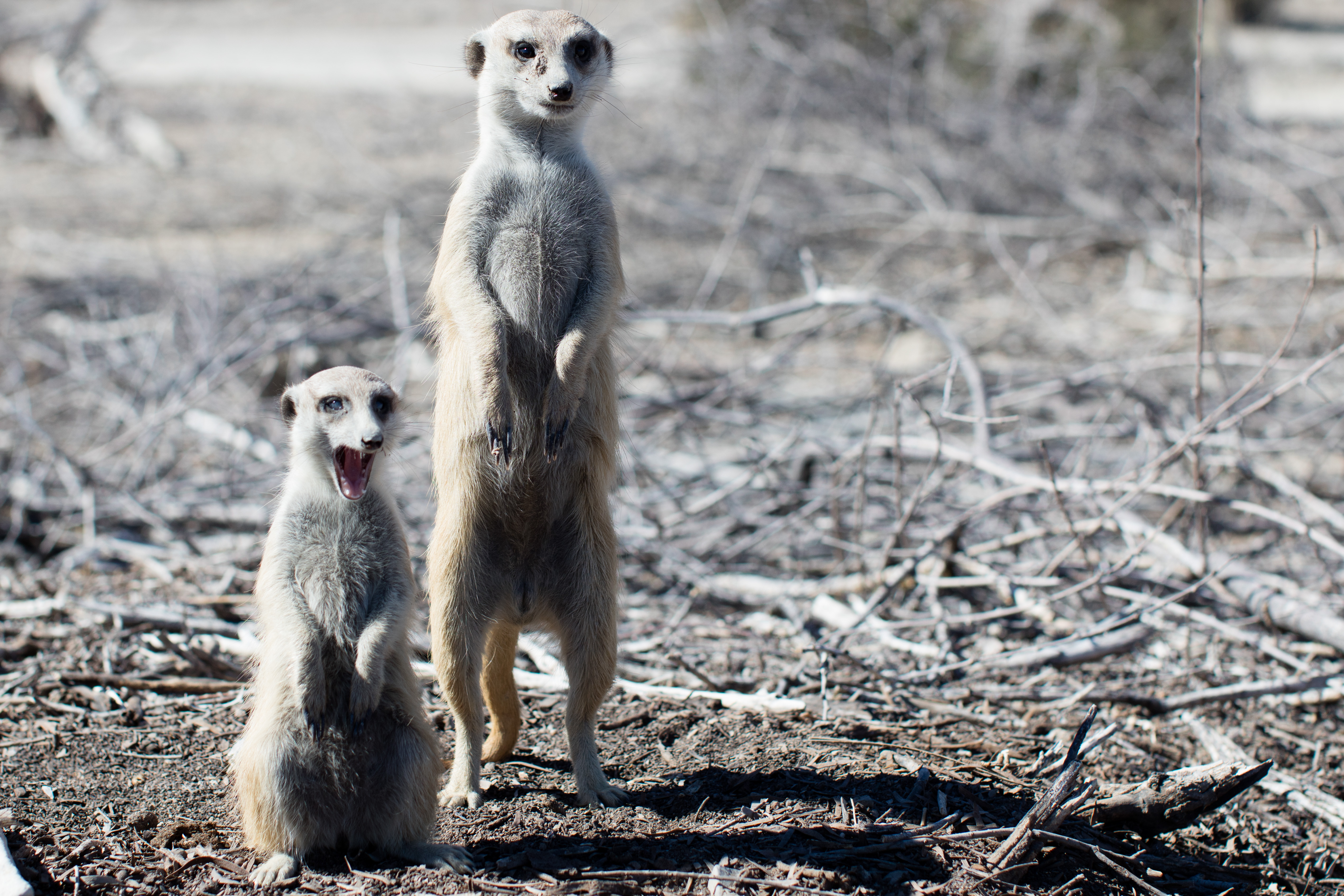 namibia, africa, naankuse, wild, cedric bernardini