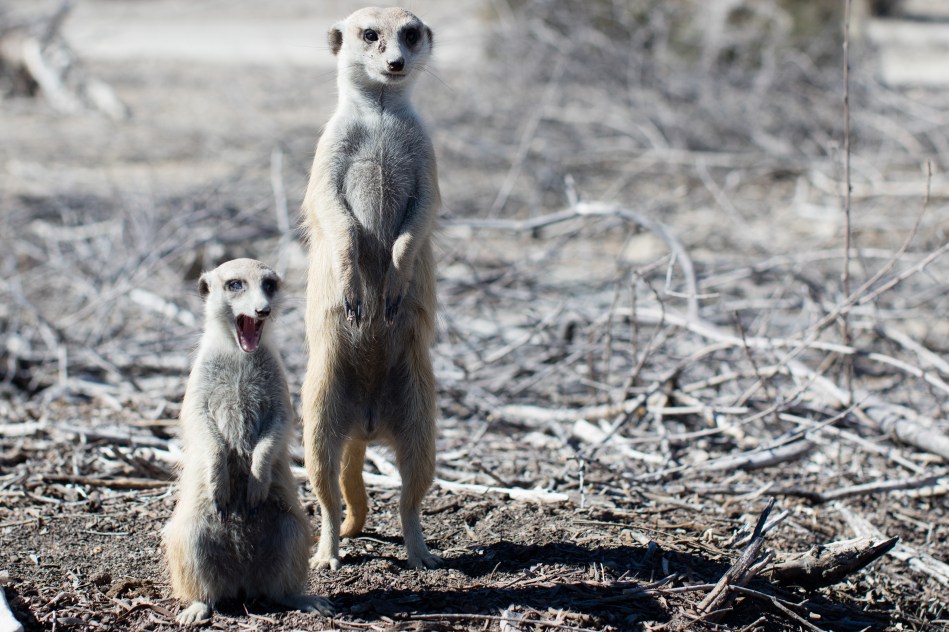 namibia, africa, naankuse, wild, cedric bernardini