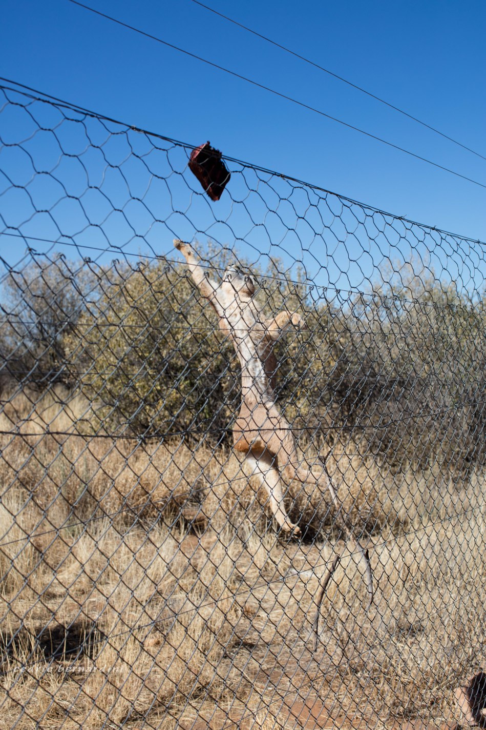 namibia, africa, naankuse, wild, cedric bernardini, kanaan
