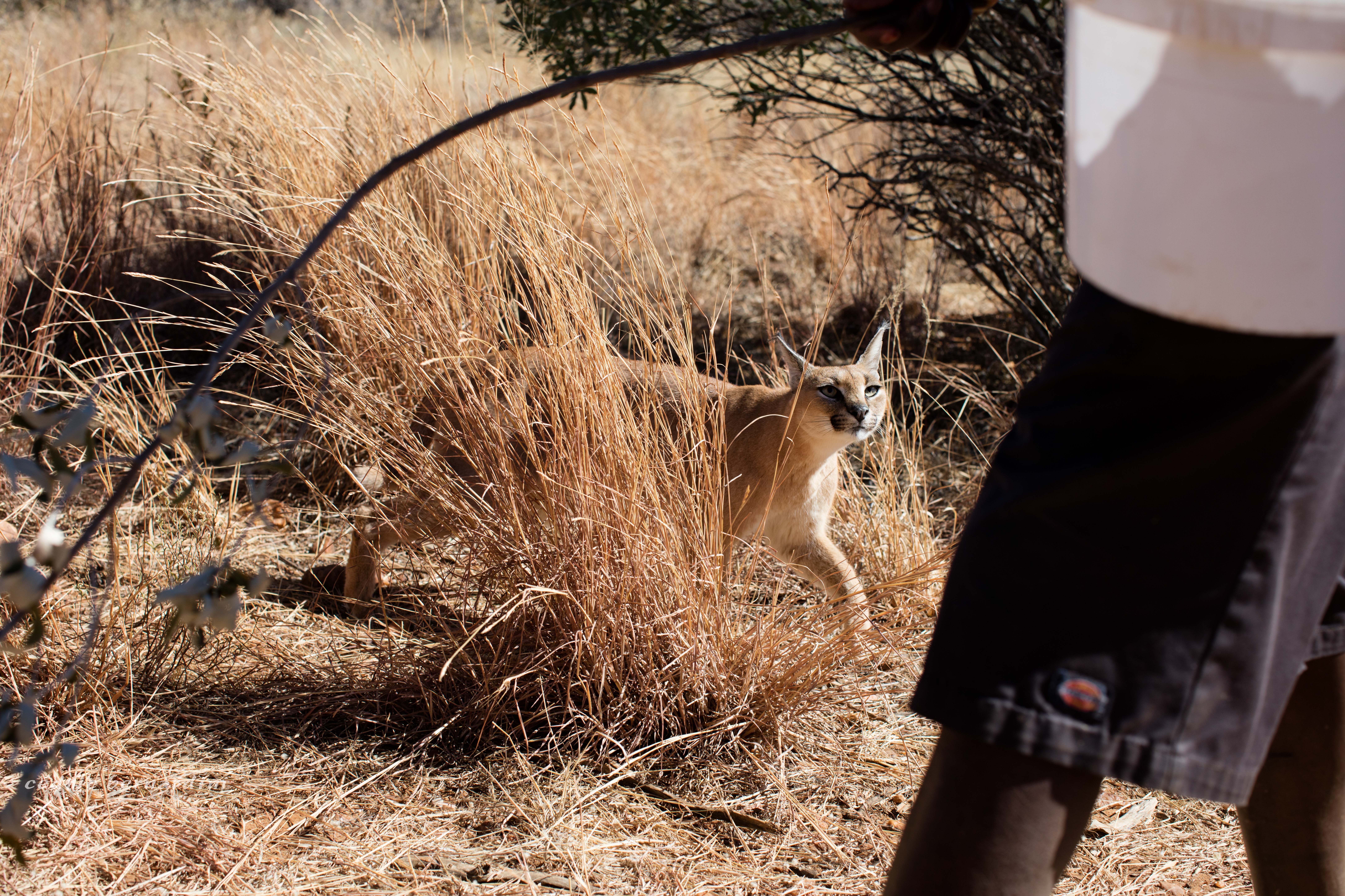 namibia, africa, naankuse, wild, cedric bernardini, kanaan