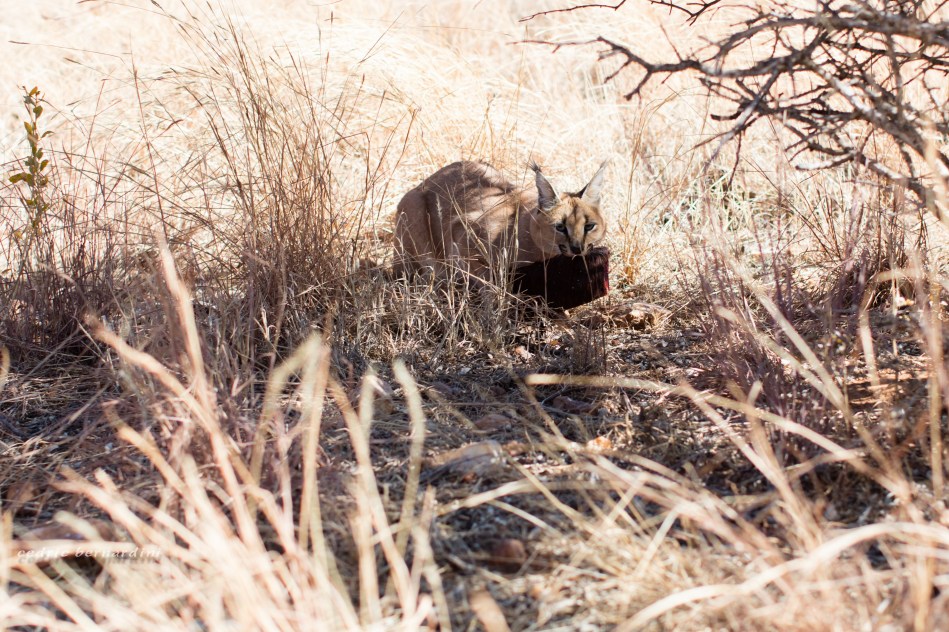 namibia, africa, naankuse, wild, cedric bernardini, kanaan