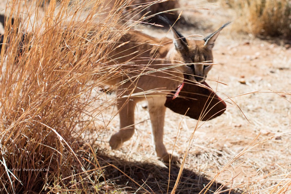 namibia, africa, naankuse, wild, cedric bernardini, kanaan