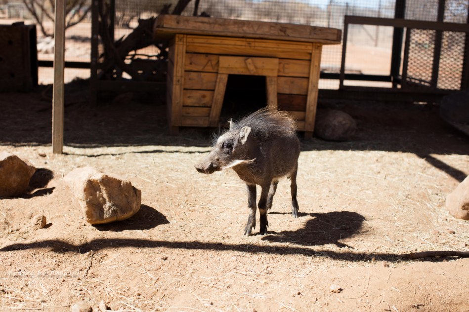 namibia, africa, naankuse, wild, cedric bernardini, kanaan