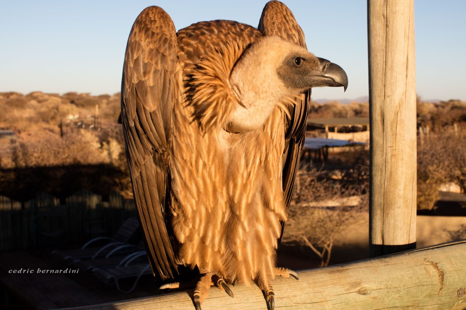 namibia, africa, naankuse, wild, cedric bernardini, kanaan