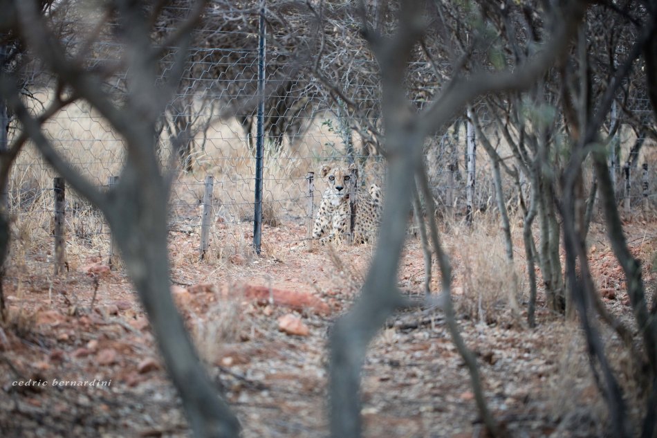 namibia, africa, naankuse, wild, cedric bernardini, kanaan