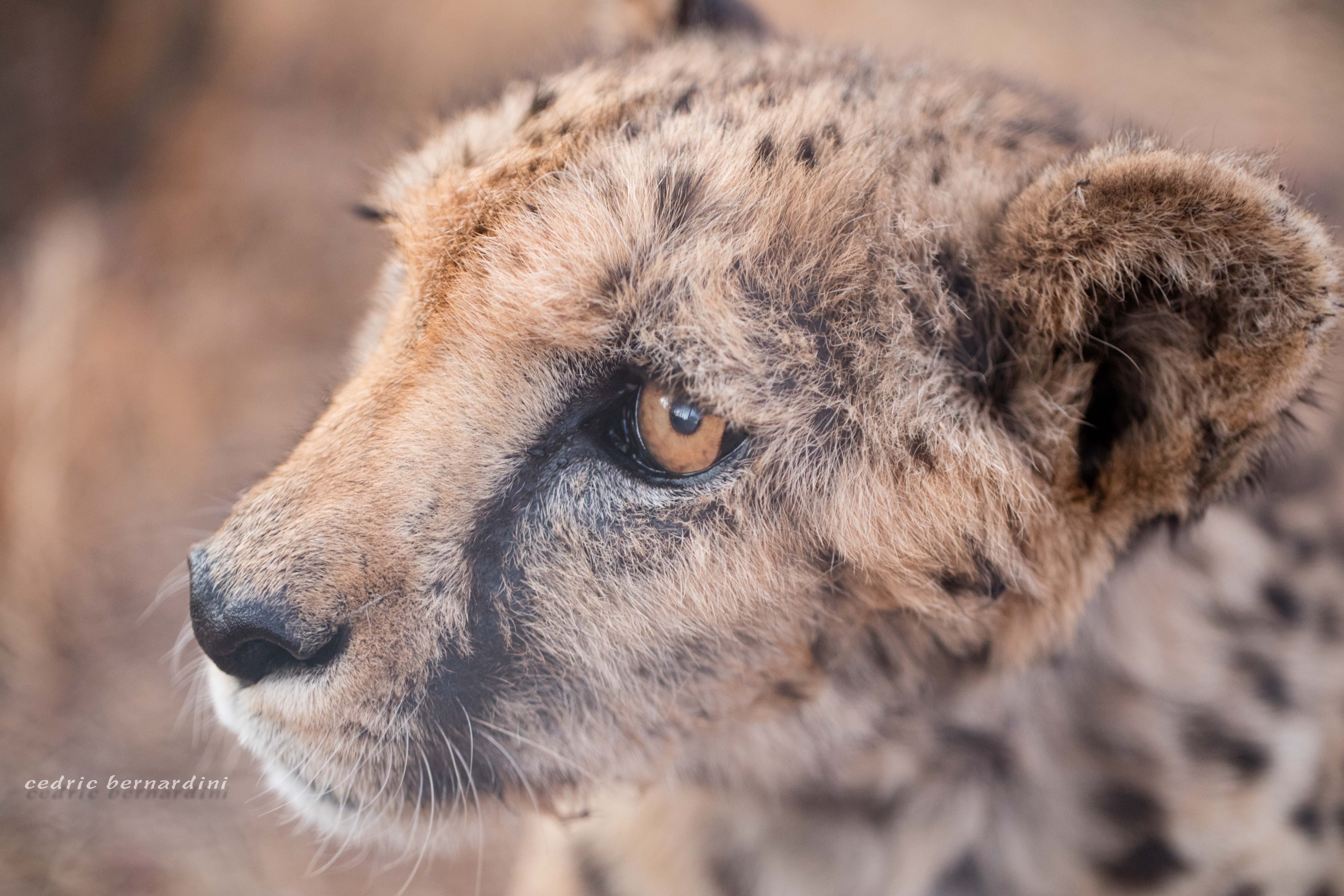 namibia, africa, naankuse, wild, cedric bernardini, kanaan