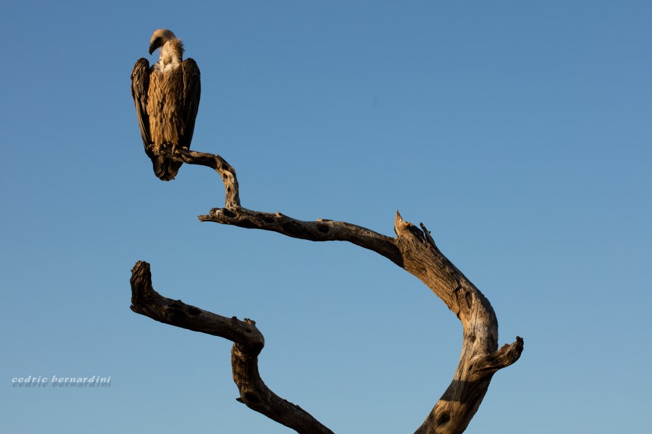namibia, africa, naankuse, wild, cedric bernardini, kanaan