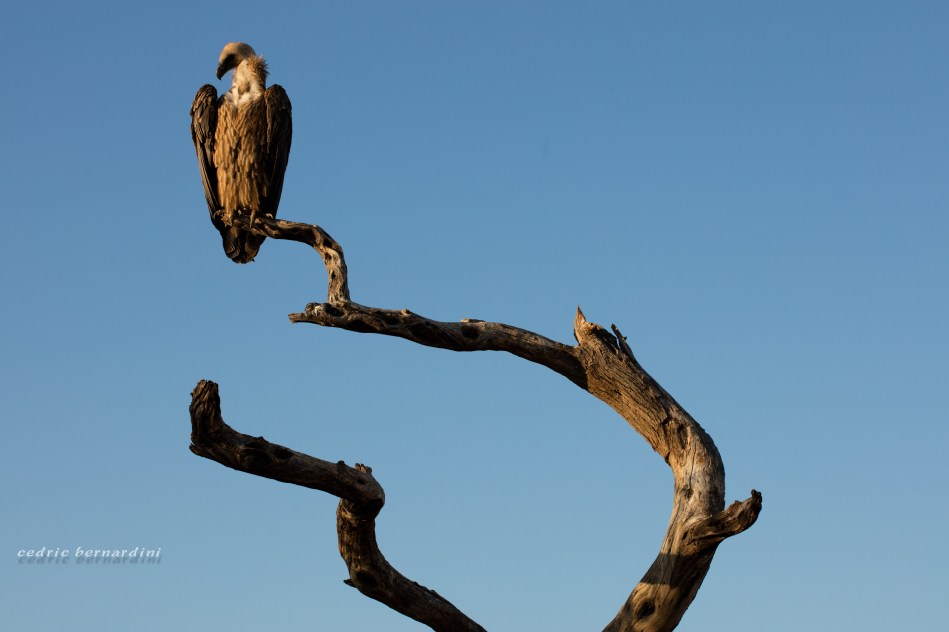 namibia, africa, naankuse, wild, cedric bernardini, kanaan