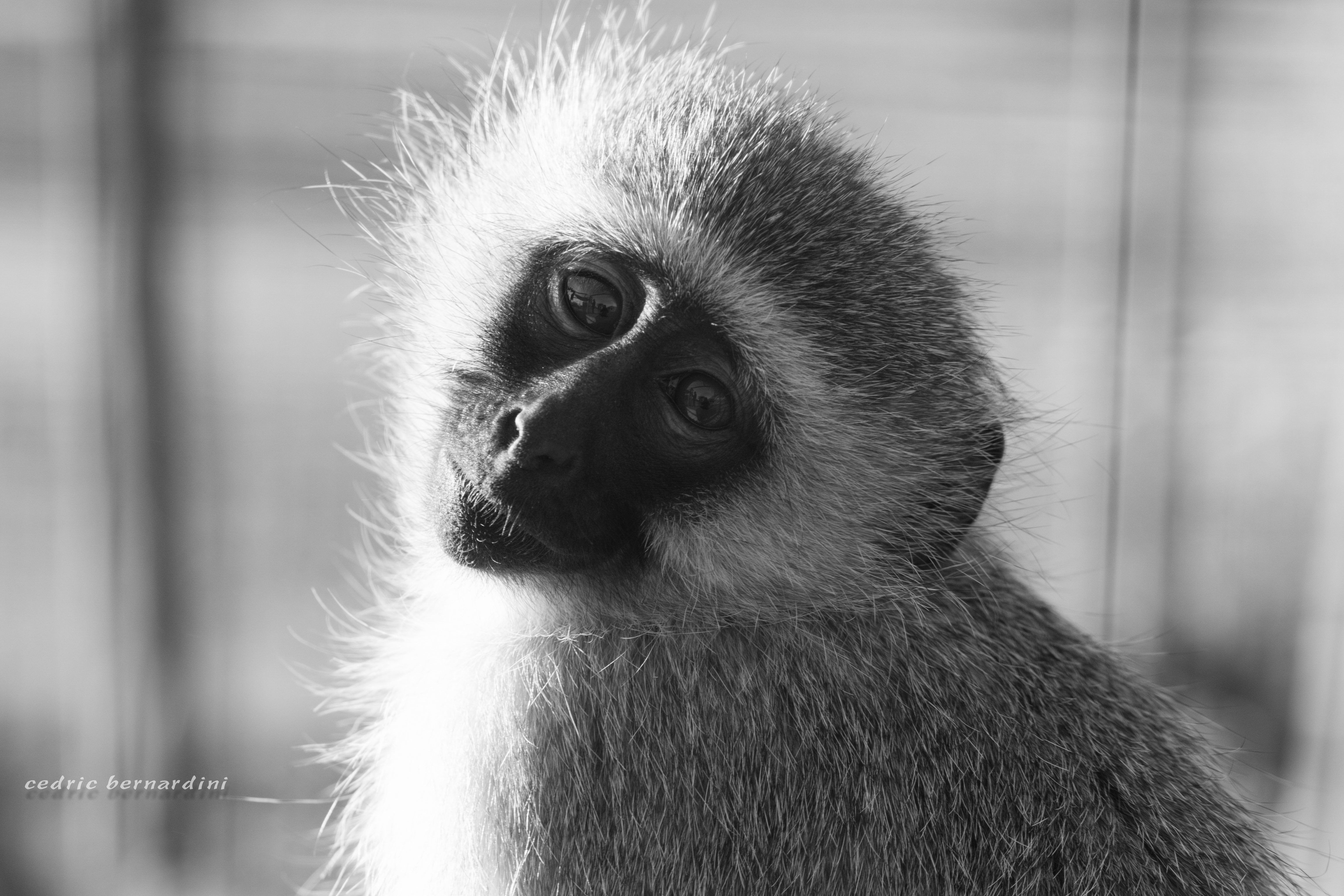 namibia, africa, naankuse, wild, cedric bernardini, kanaan