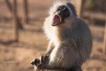 vervet monkey