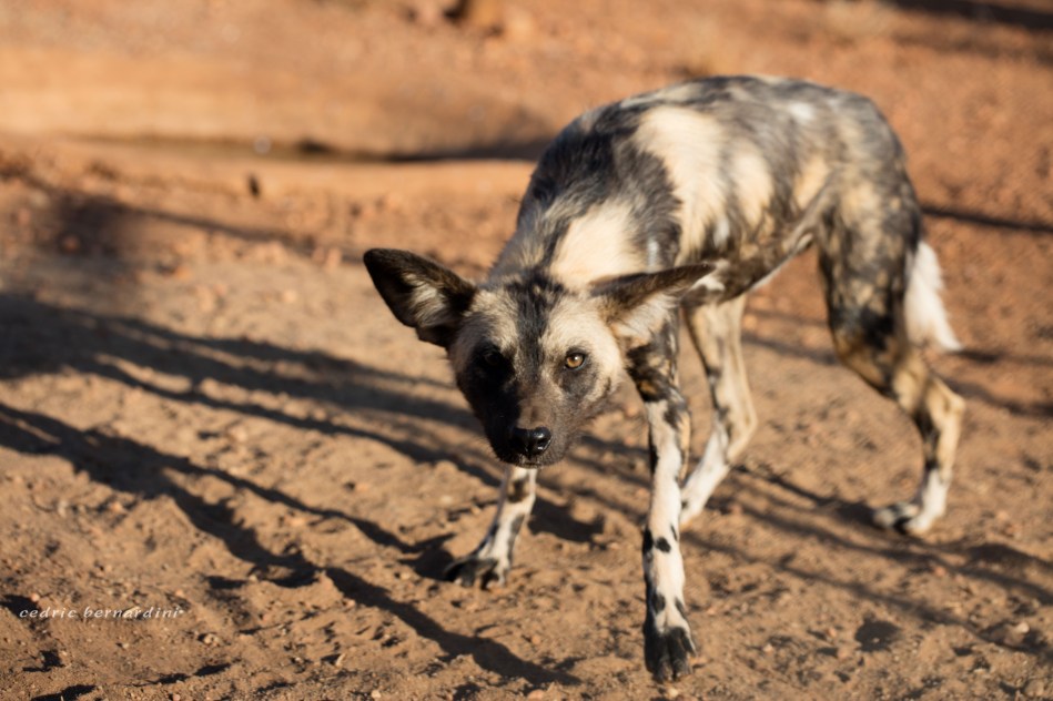 namibia, africa, naankuse, wild, cedric bernardini, kanaan
