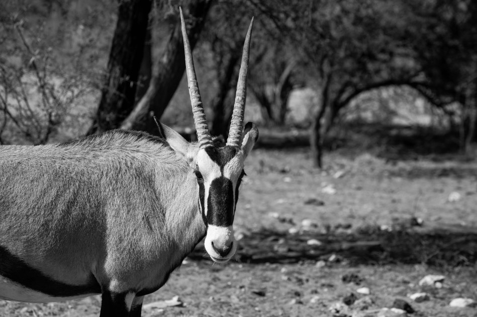 namibia, oryx