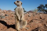 namibia , naankuse