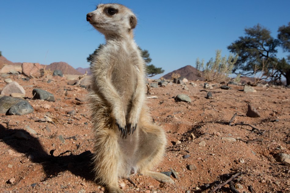 namibia , naankuse
