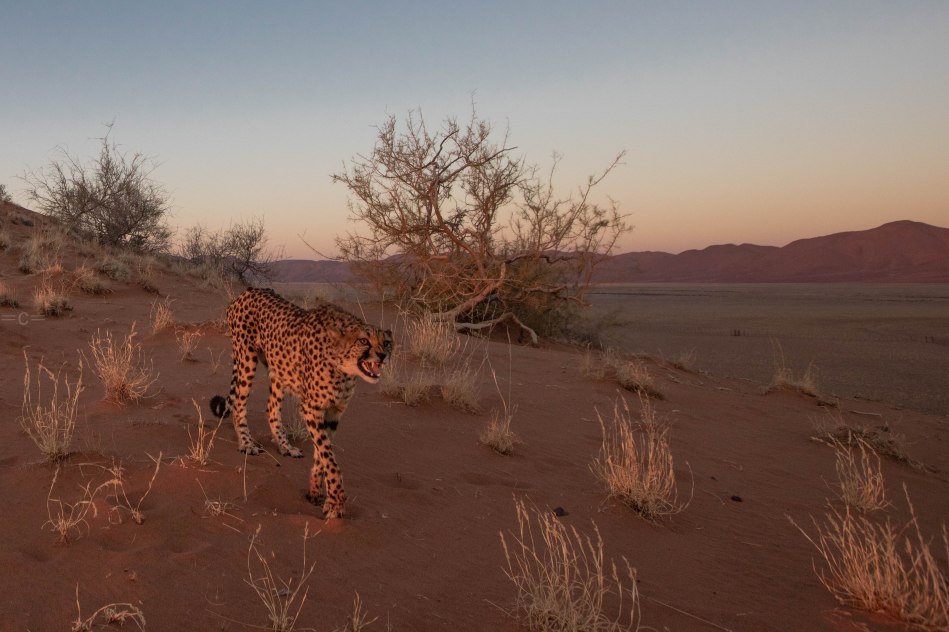 namibia , naankuse, cheetah
