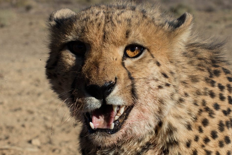 namibia , naankuse, cheetah