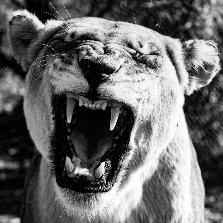 pretoria, south africa