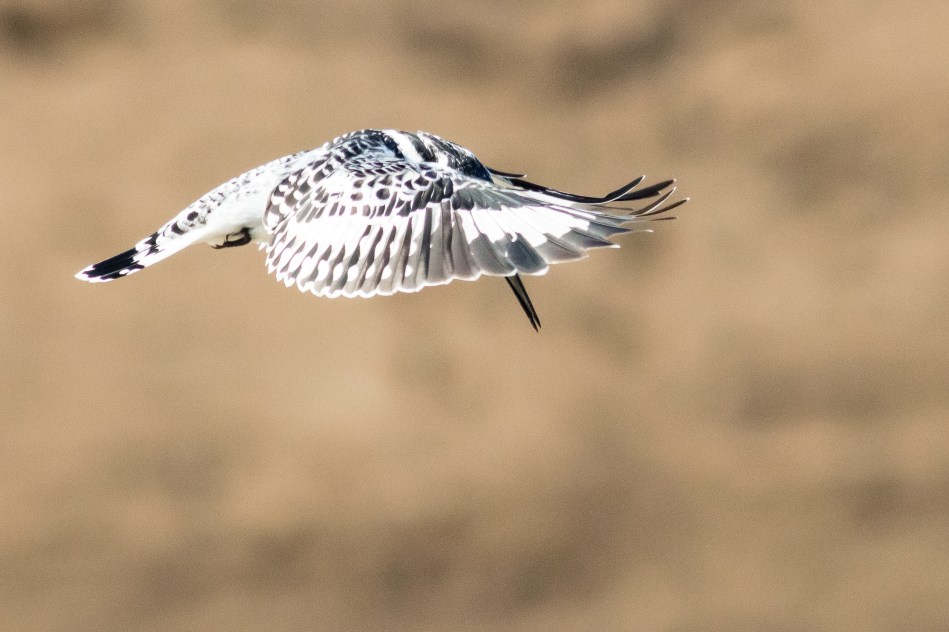 Zambia , North Luangwa