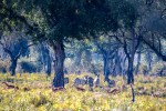 Zambia , North&nbsp;Luangwa
