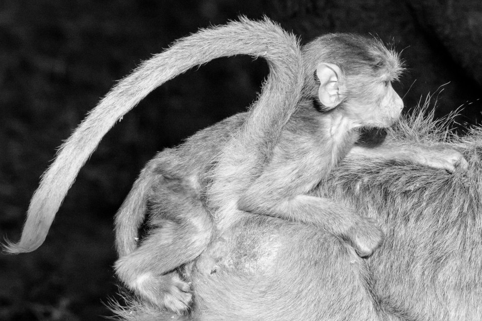 Zambia , North Luangwa