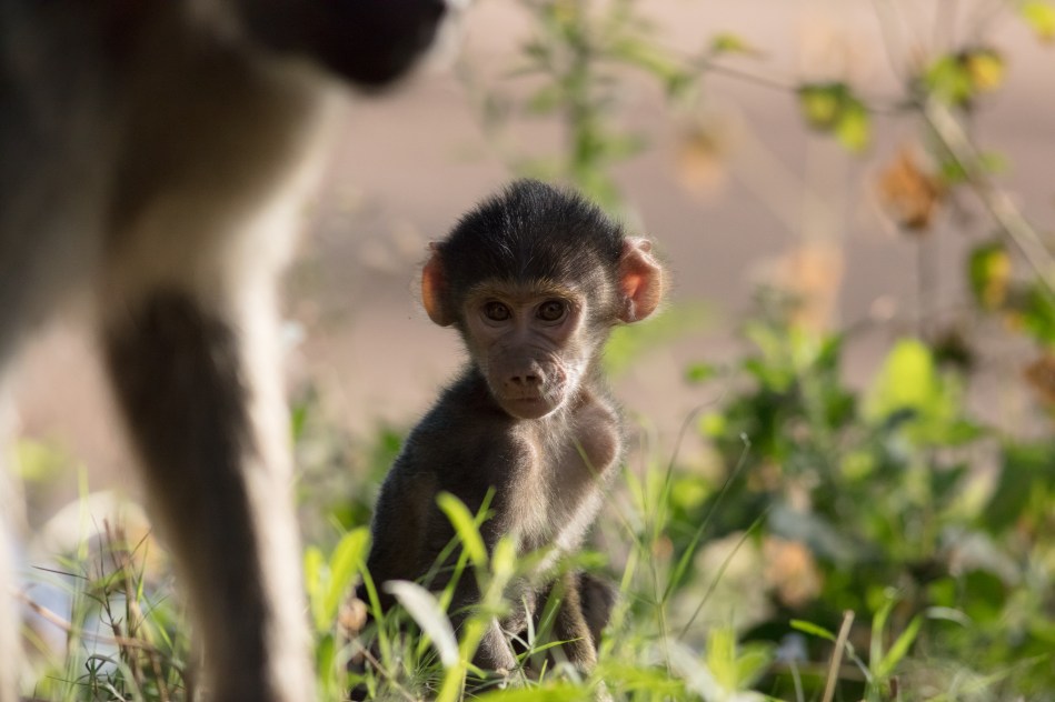 Zambia , North Luangwa