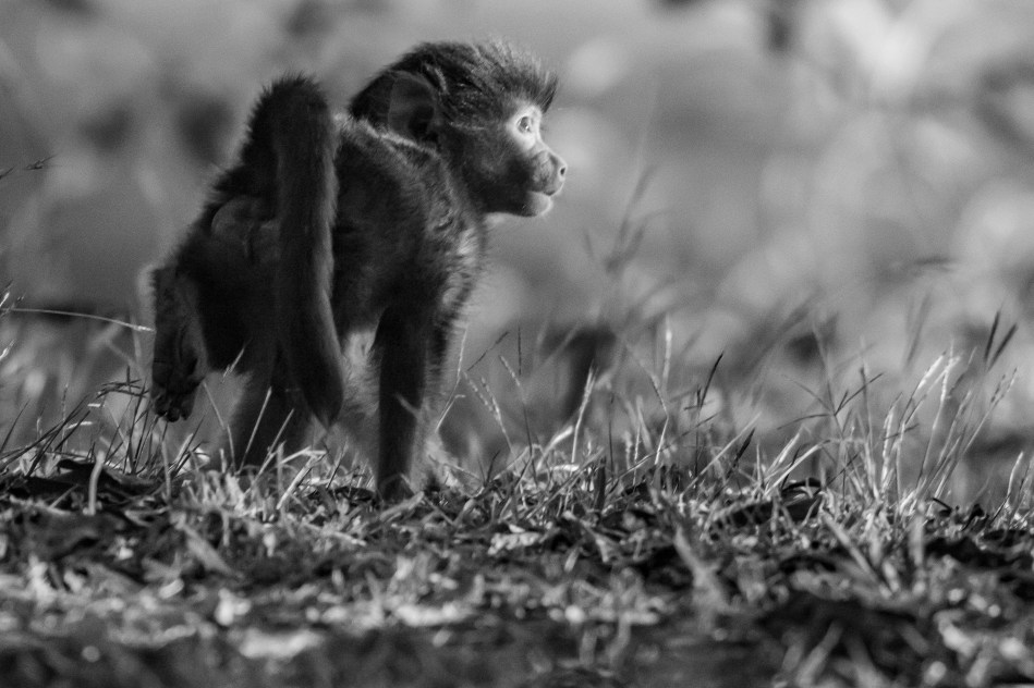 Zambia , North Luangwa